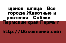 щенок  шпица - Все города Животные и растения » Собаки   . Пермский край,Пермь г.